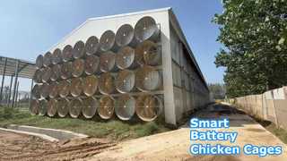 환경 제어 배터리 레이어 닭장