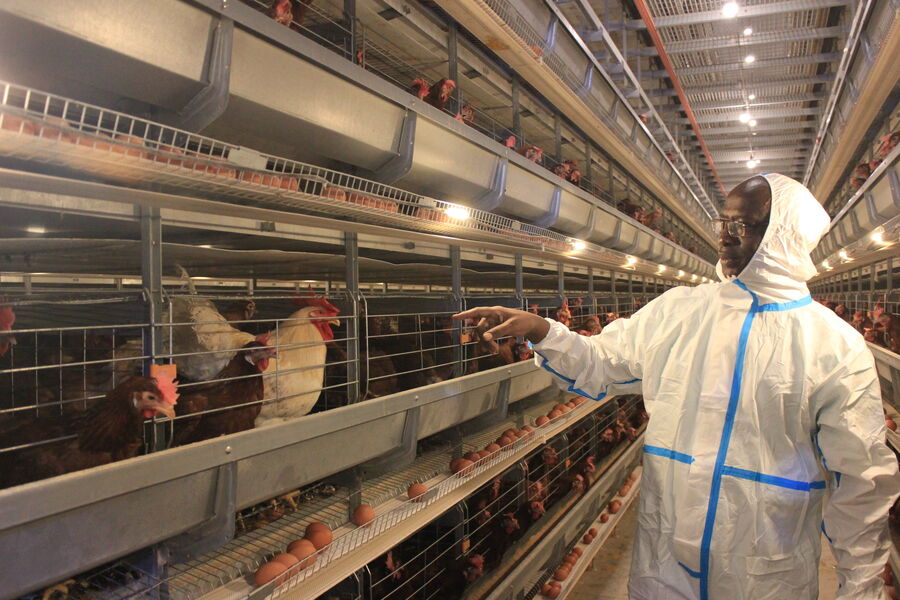 중국 Henan Silver Star Poultry Equipment Co.,LTD 회사 프로필