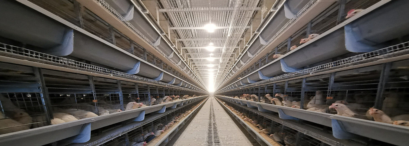 품질 배터리 닭고기 새장 공장