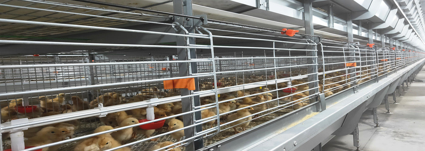 품질 배터리 닭고기 새장 공장