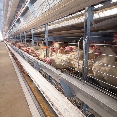 4 Tiers Chicken Egg Layer Battery Cage For Tanzania Poultry Farm