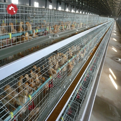 H Type Chick Cages For Automatic Poultry Broiler Chicken Housing