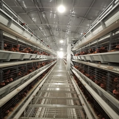 H Type Battery Broiler Chicken Cage Automatic For Poultry Farm