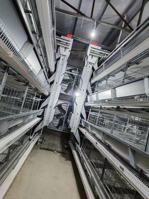 Q235 Chicken Farming Equipment , 54-384 Birds/Set H / A Type Layer Cage