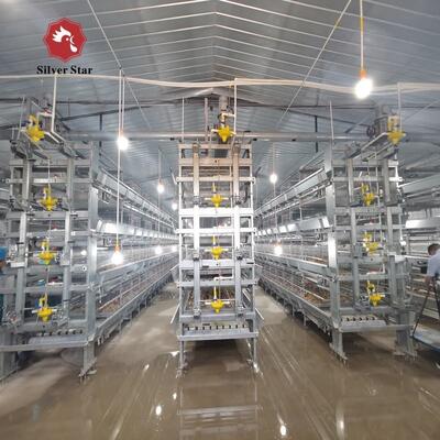 Turnkey H-Type Layer Battery Cage System for 50,000+ Birds with Hot-Dip Galvanized Steel and Full Automation