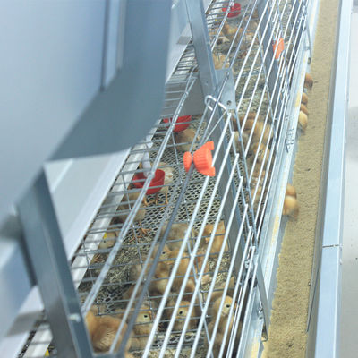 Automatic Broiler Equipment For Chicken House, 380V 50HZ With SONCAP Approval