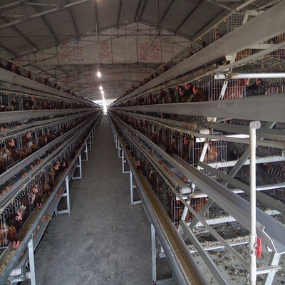 A Type Layer Egg Laying Chicken Cage 160 Birds With Automatic Feeding System