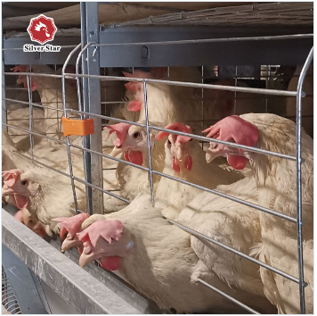 Poultry Agricultural Products Chicken Layer Cage For Broilers And Chicks