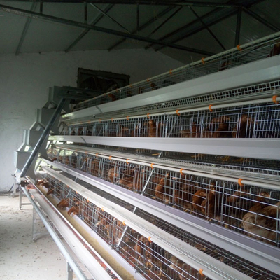 Hot Galvanized Layer Cage System For Poultry Farming