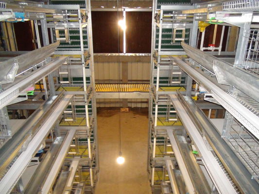 Fully Automatic H Type Broiler Chicken Cage with High Density Breeding and Hot Dip Galvanizing for Modern Poultry Farms