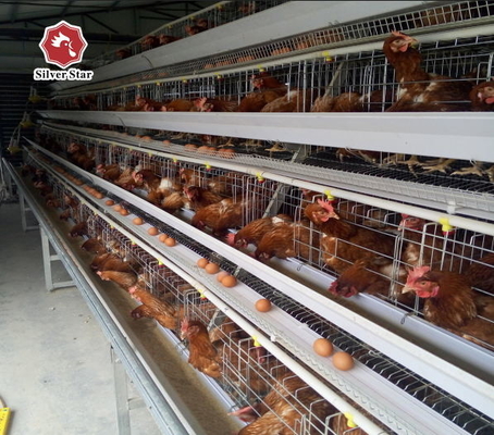 144 Birds Full Automatic Poultry Battery Cage Chicken Egg Layer Cage