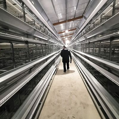 Q235 Hot  Galvanized Automatic A-type and H-type Chicken Cage Poultry Farming