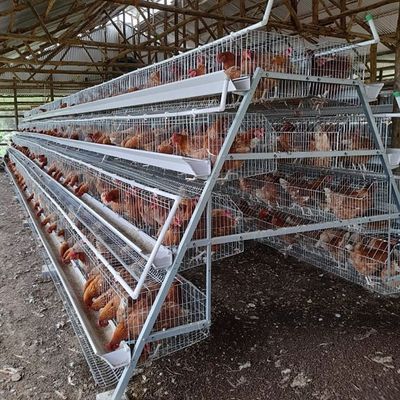 Durable 128 Birds A Type Chicken Laying Egg Cages