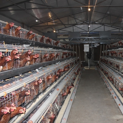 Layer Poultry Battery Cage With Belt Or Scraper Manure Removal System