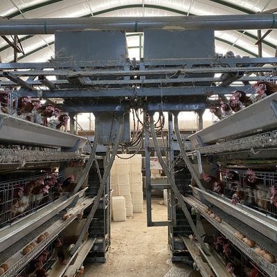 가금류 H 유형 3 Tier 4 Tiers 산란계 레이어 계란 치킨 케이지