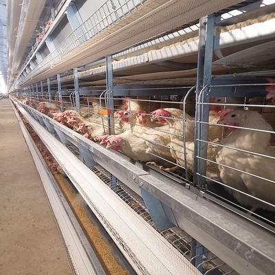 SGSBattery Hens Layer Chicken Cages H Type Egg Laying 5 Tiers