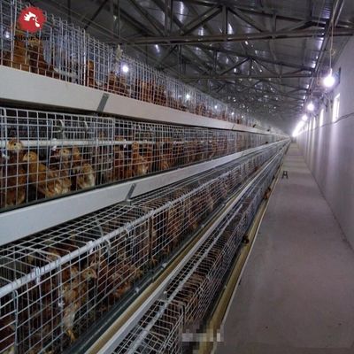 Fully Automatic H-Type Broiler Cage System for High-Density Rearing with Hot-Dip Galvanized Frame