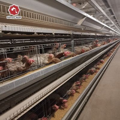 H형 계사 닭장 시스템 | 상업용 산란계 농장을 위한 자동 가금류 장비