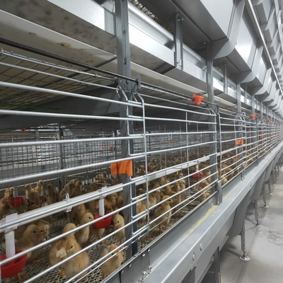 H Type Chick Cages For Automatic Poultry Broiler Chicken Housing