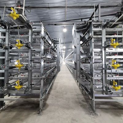 조류 재배 장비 H형 자동 시스템 배터리 브로일러 닭고기 케이지