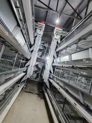 Layer Poultry Battery Cage With Belt Or Scraper Manure Removal System