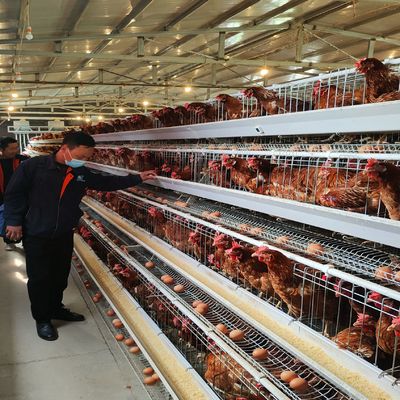 Cost-Effective A-Type Layer Chicken Cage System with 3-Tier/4-Tier Design, Hot-Dip Galvanized Steel, and Automatic Feeding for Poultry Farms