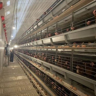 H형 자동 계층 배터리 케이지 시스템, 15-20년 동안 핫-디프 진열제철 및 자동 계란 수집