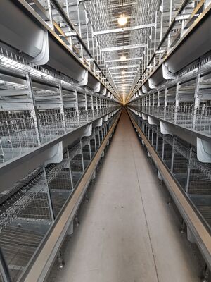 H Type Layer Chicken Cage with 20 Years Service Life for 54-216 Hens in 3-8 Tiers