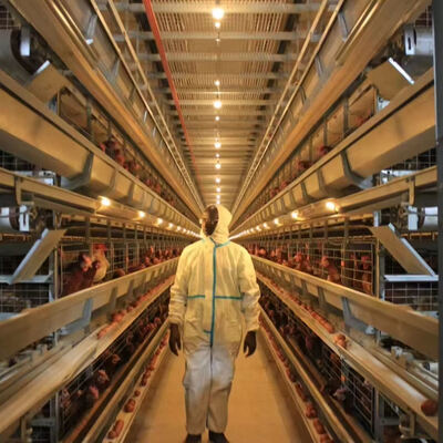 가축 재배용 3 또는 4 계층의 완전히 자동 된 온도 담전 강철 브로일러 케이지 시스템