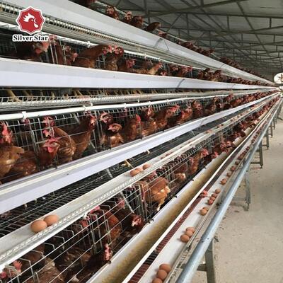 가금류 농장을 위한 아연 도금 강철 및 자동 공급 시스템을 갖춘 비용 효율적인 3계층 A형 레이어 케이지