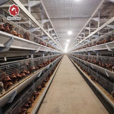 육류 닭고기 농장용 자동 H형 닭고기 배터리 케이지 시스템