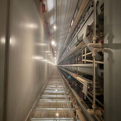 배터리 닭고기 케이지 부식 저항성 장수 가축 장비 대형 농장에 적합