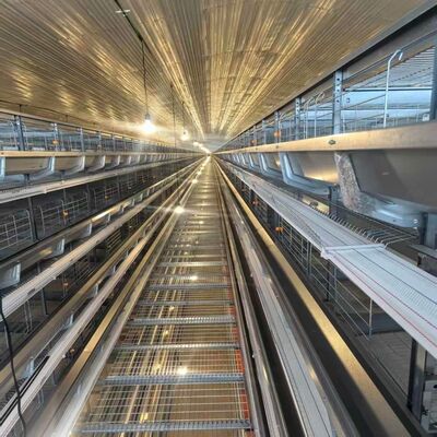 4층층 닭고기 케이지 가밀기 장착 닭고기 가밀기 및 가파른 먹이 작업에 적합