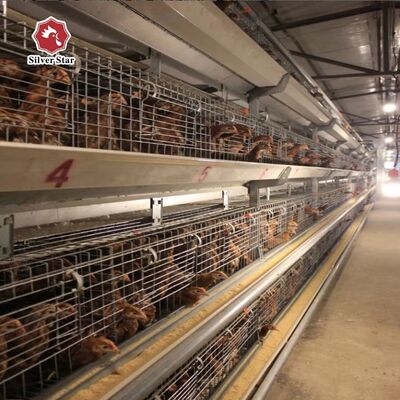 자동 A형 병아리 육추 케이지 시스템 (열연 아연 도금 및 자동 니플 음수기 포함, 100-300마리 닭/세트용)