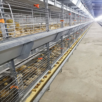 Automatic Broiler Equipment For Chicken House, 380V 50HZ With SONCAP Approval