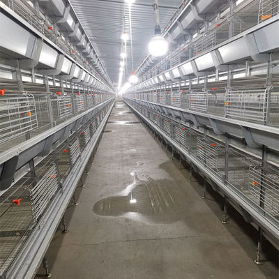Automated H-Type Meat Broiler Cage System - Hot-Dip Galvanized High-Density Commercial Poultry Farming Equipment
