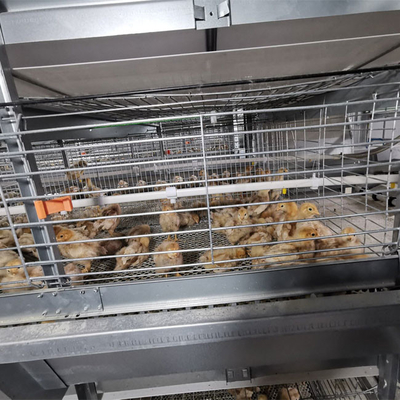 A-type Q235 Steel Cage For Baby Chickens Featuring Hot-dip Galvanized Wire Mesh