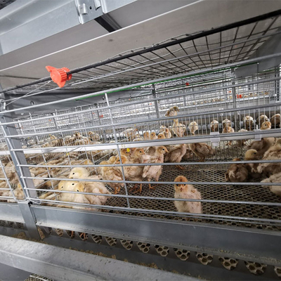 A-type Q235 Steel Cage For Baby Chickens Featuring Hot-dip Galvanized Wire Mesh